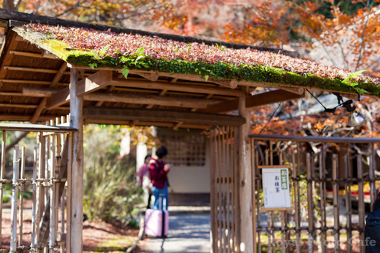 【京都】嵐山～嵯峨をお散歩してきました(‘ω’)ノ#3 宝厳院その1