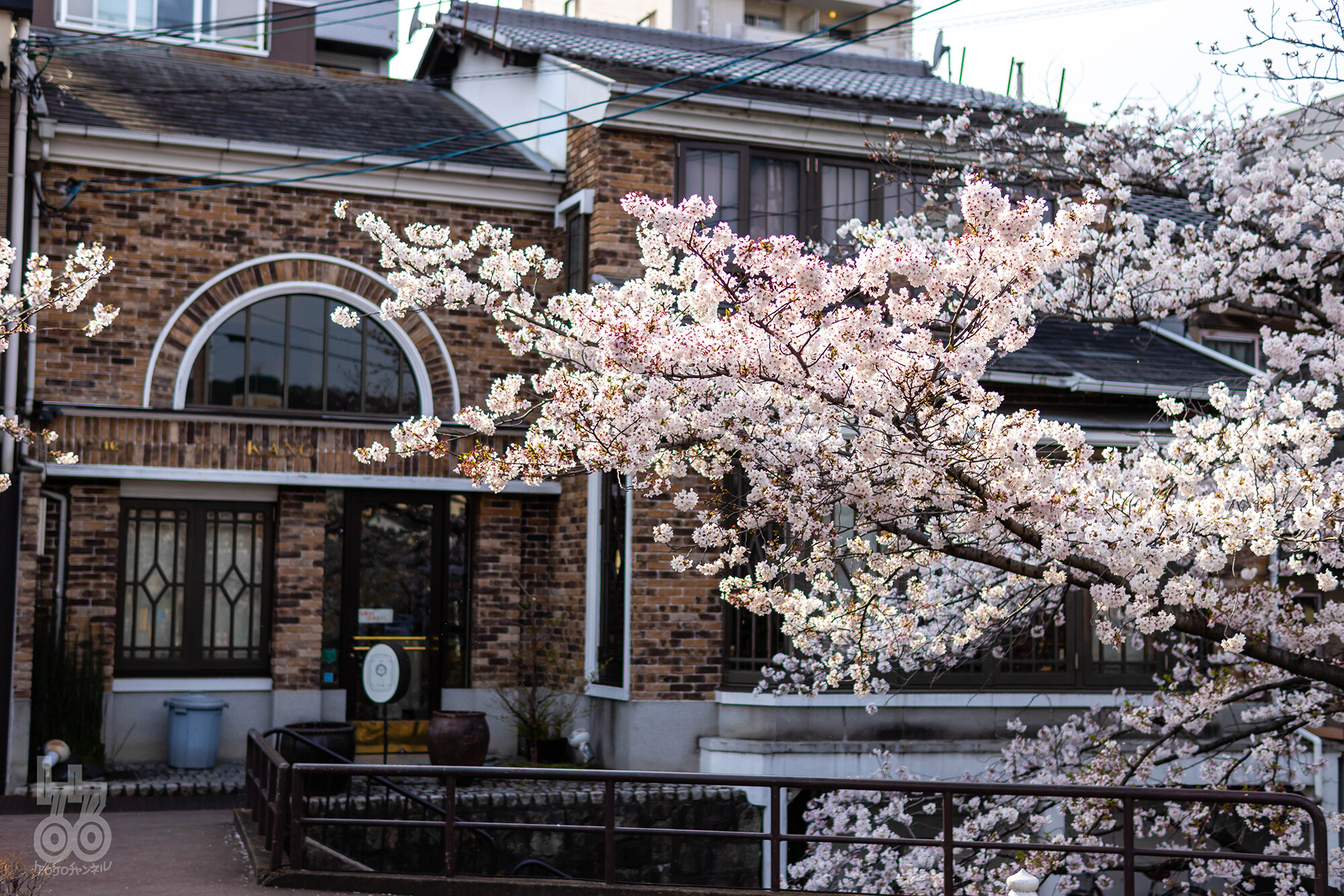 仕事帰りに京都高瀬川の桜を撮影してきたよ(‘ω’)ノ
